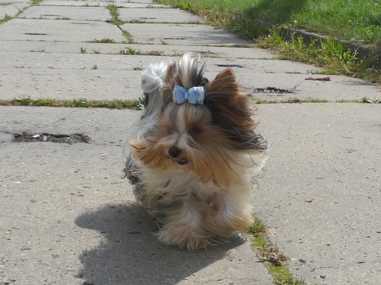 Foto: Elliot-Elliot na průzkumu