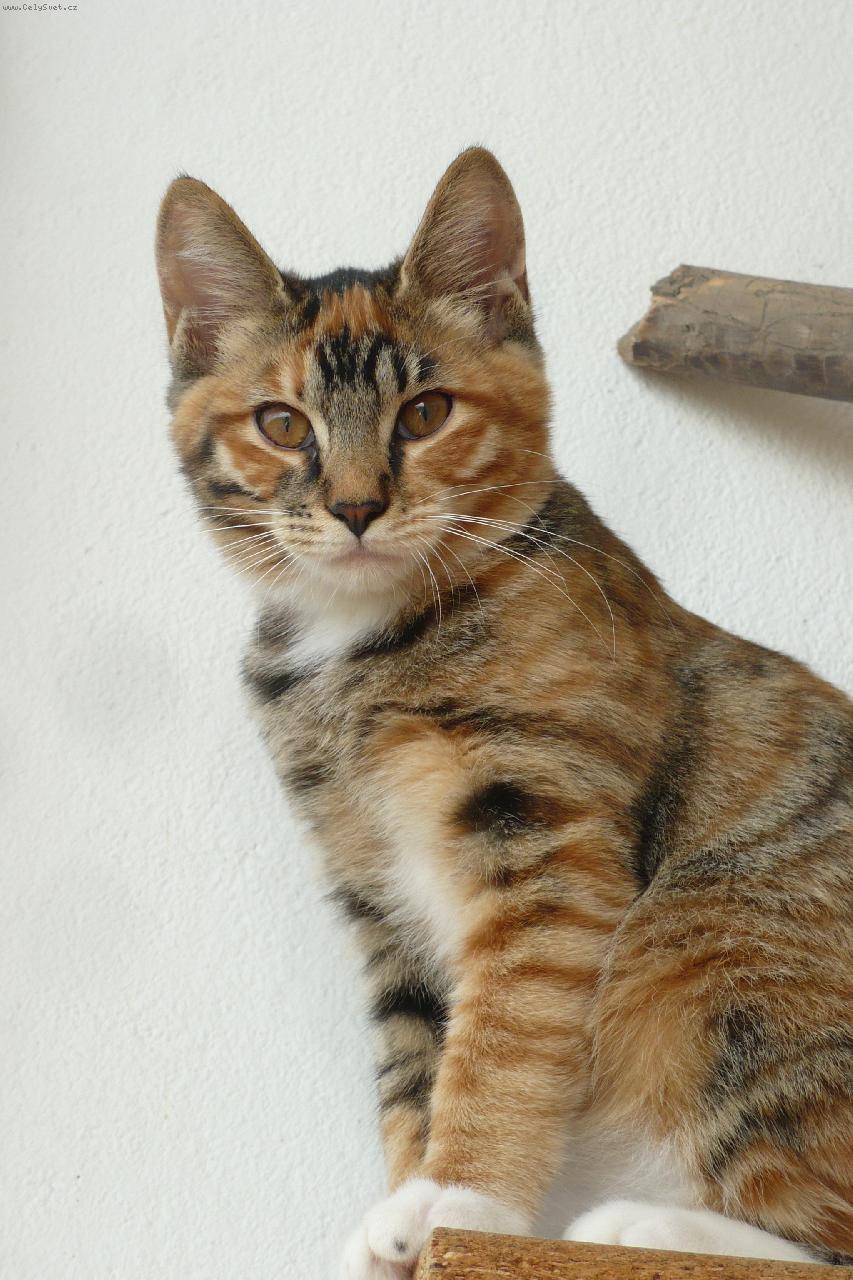 Foto: kurilský bobtail krátkosrstý-Dotty aksarah bhutani*cz