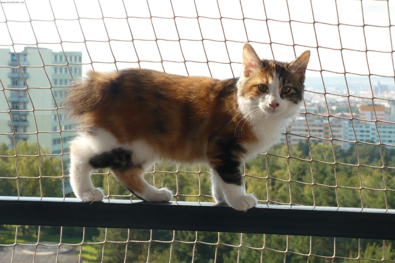 Foto: DAYTONA Aksarah bhutani,cz-Kurilský  bobtail dlouhosrstý