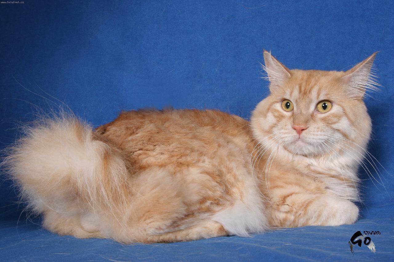 Foto: Michael Matua,cz-Kurilský  bobtail dlouhosrstý