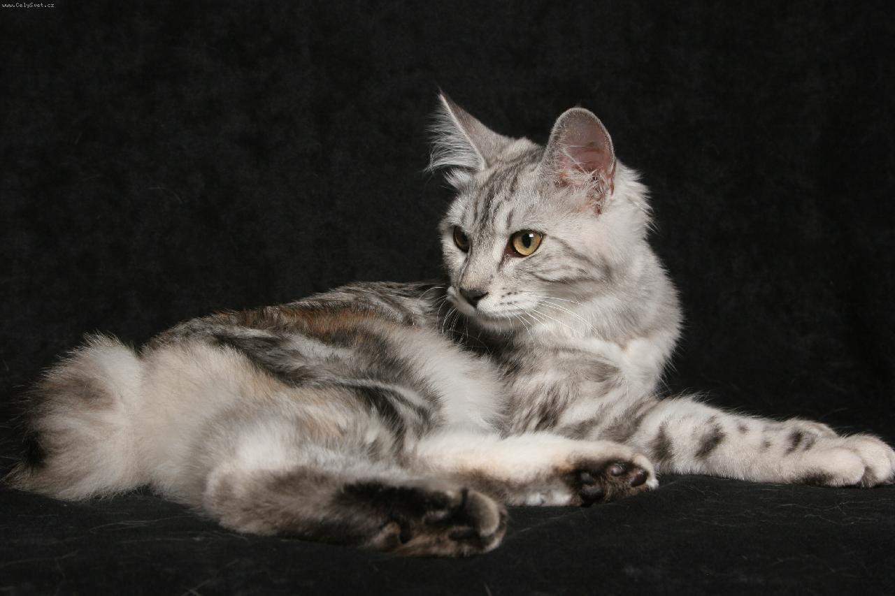 Foto: DK*Amoritos over the Rainbow-Kurilský  bobtail dlouhosrstý KBL fs 22