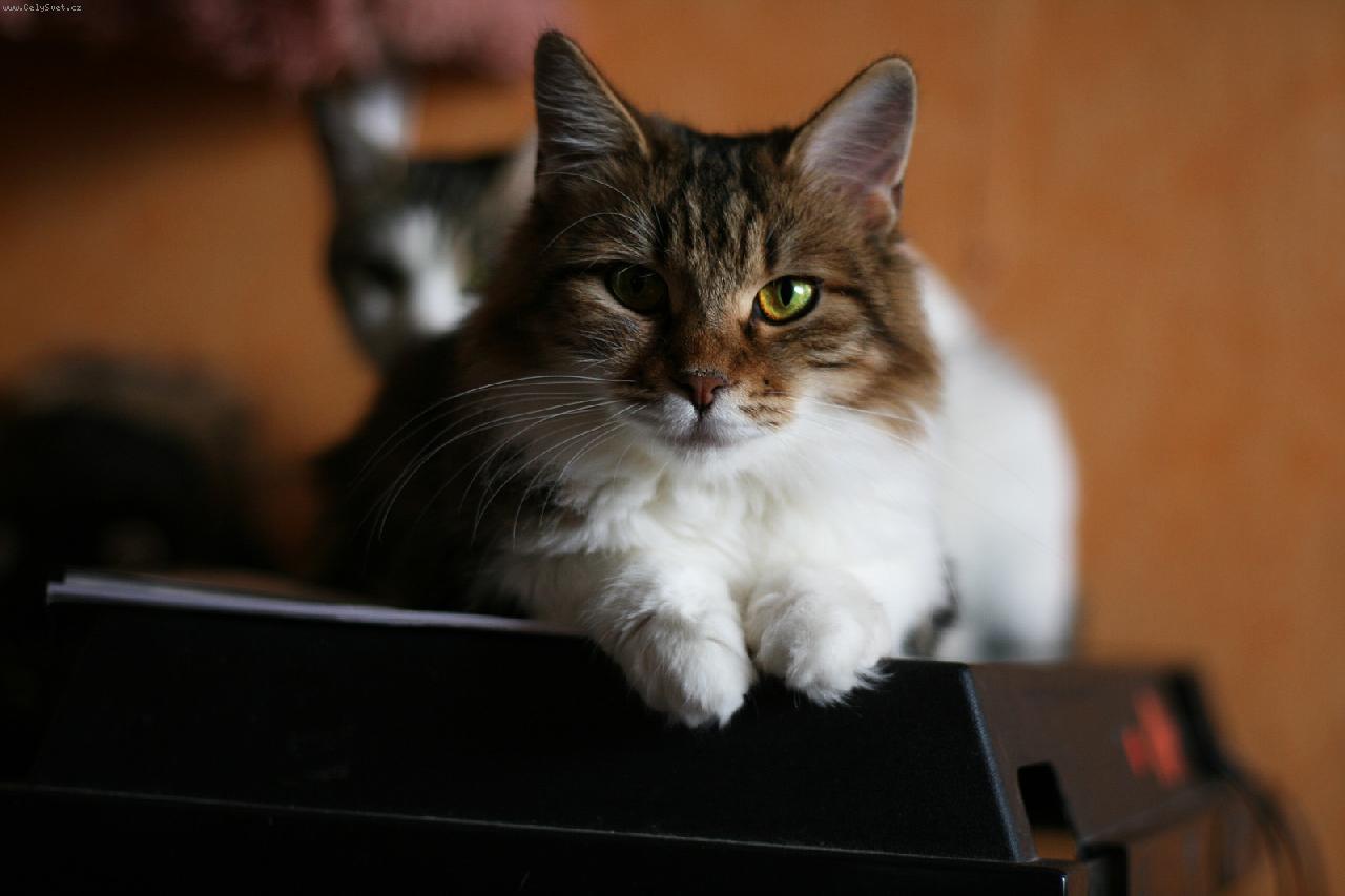 Foto: JIL-Kurilský  bobtail dlouhosrstý KBL n 03 22