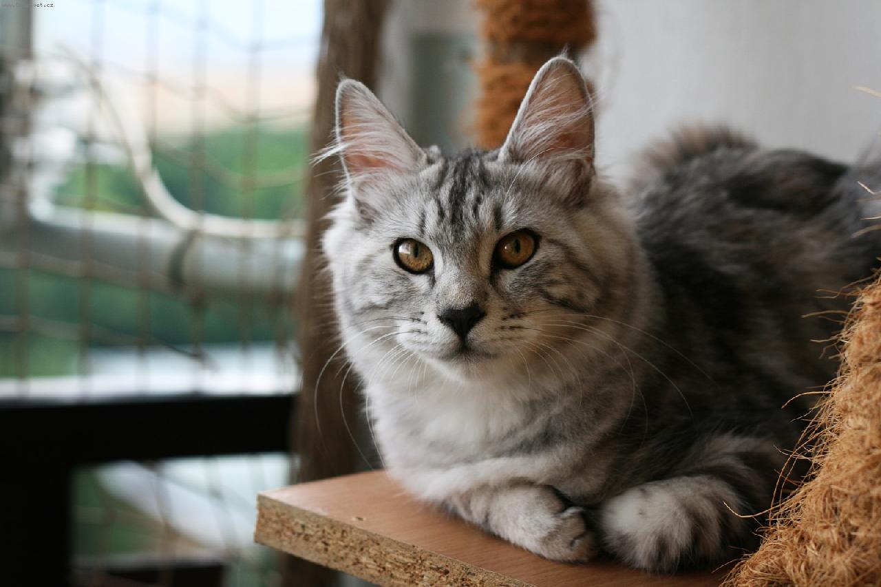 Foto: DK*Amoritos over the Rainbow-Rainbow na balkoně