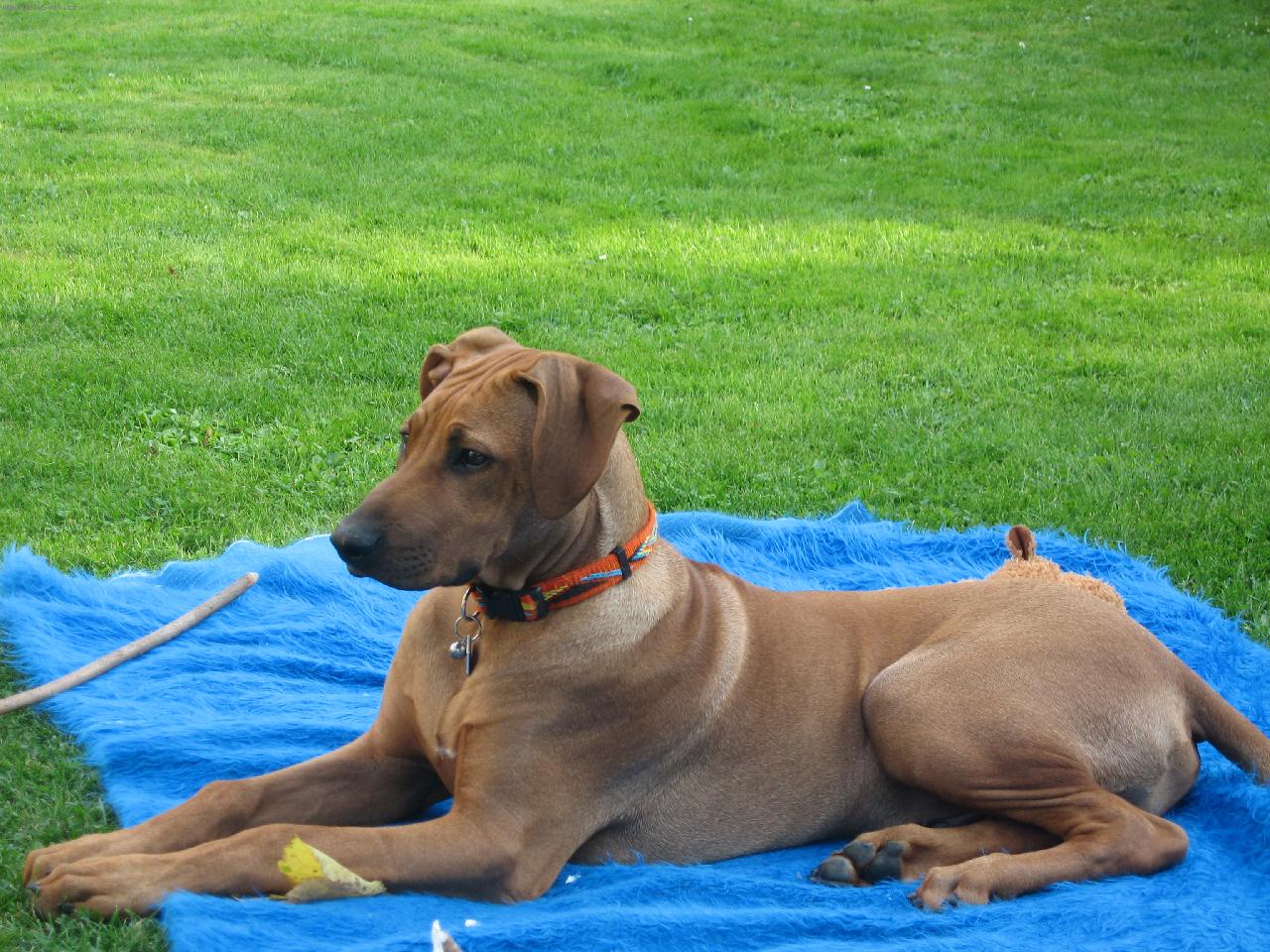 Foto: Gucci Kibo Libami-jsou mi čtyři měsíce a jsem velký hlídač