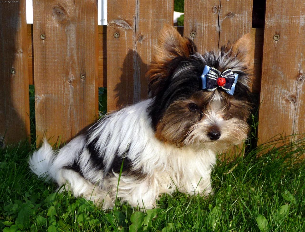 Foto: Elliot štěně