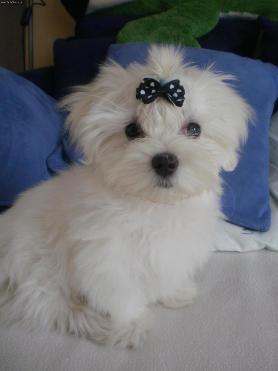 Foto: Dafi-3 měsíce