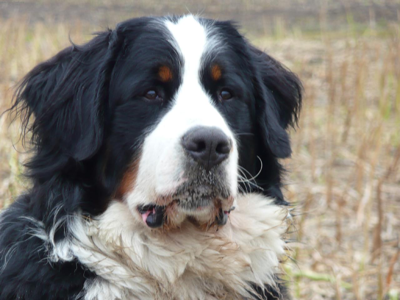 Foto: Cowley z Olešských strání