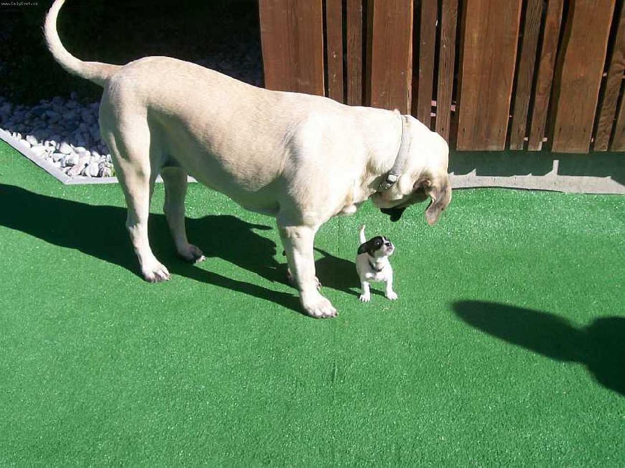 Foto: V říši obrů-Mastif a prcek