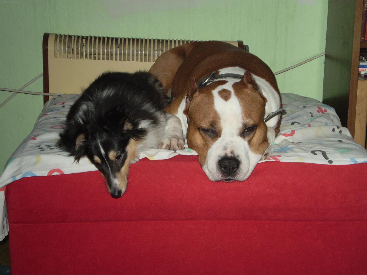 Foto: Pozor jsem bojová