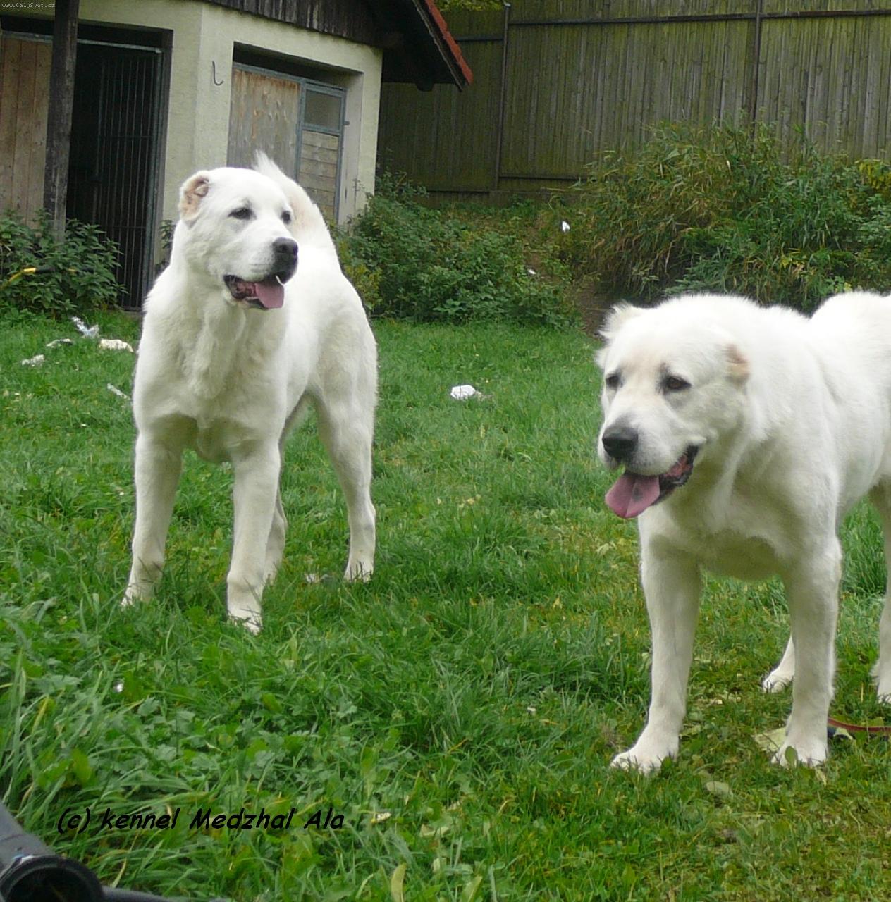 Foto: CHS Medzhal Ala-SHER GIZ Khvala,imp.RUsko   Umka,imp.Rusko