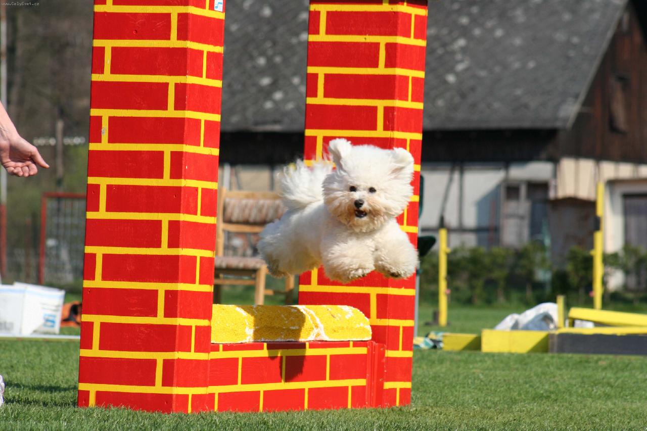 Foto: Nad zdí-Bíšenek na agility