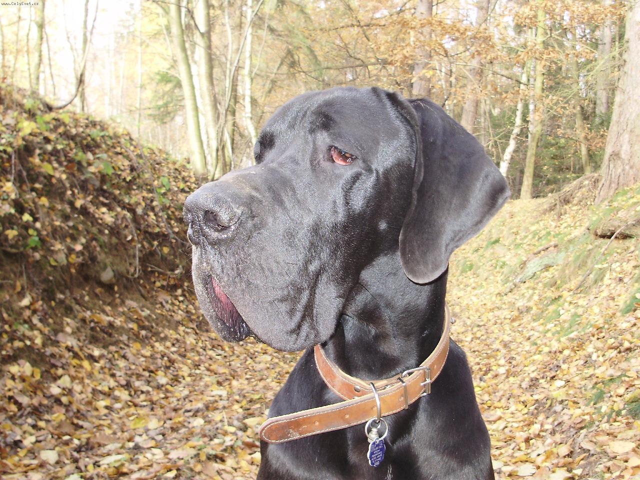 Foto: Bizard Queen Harlekýn