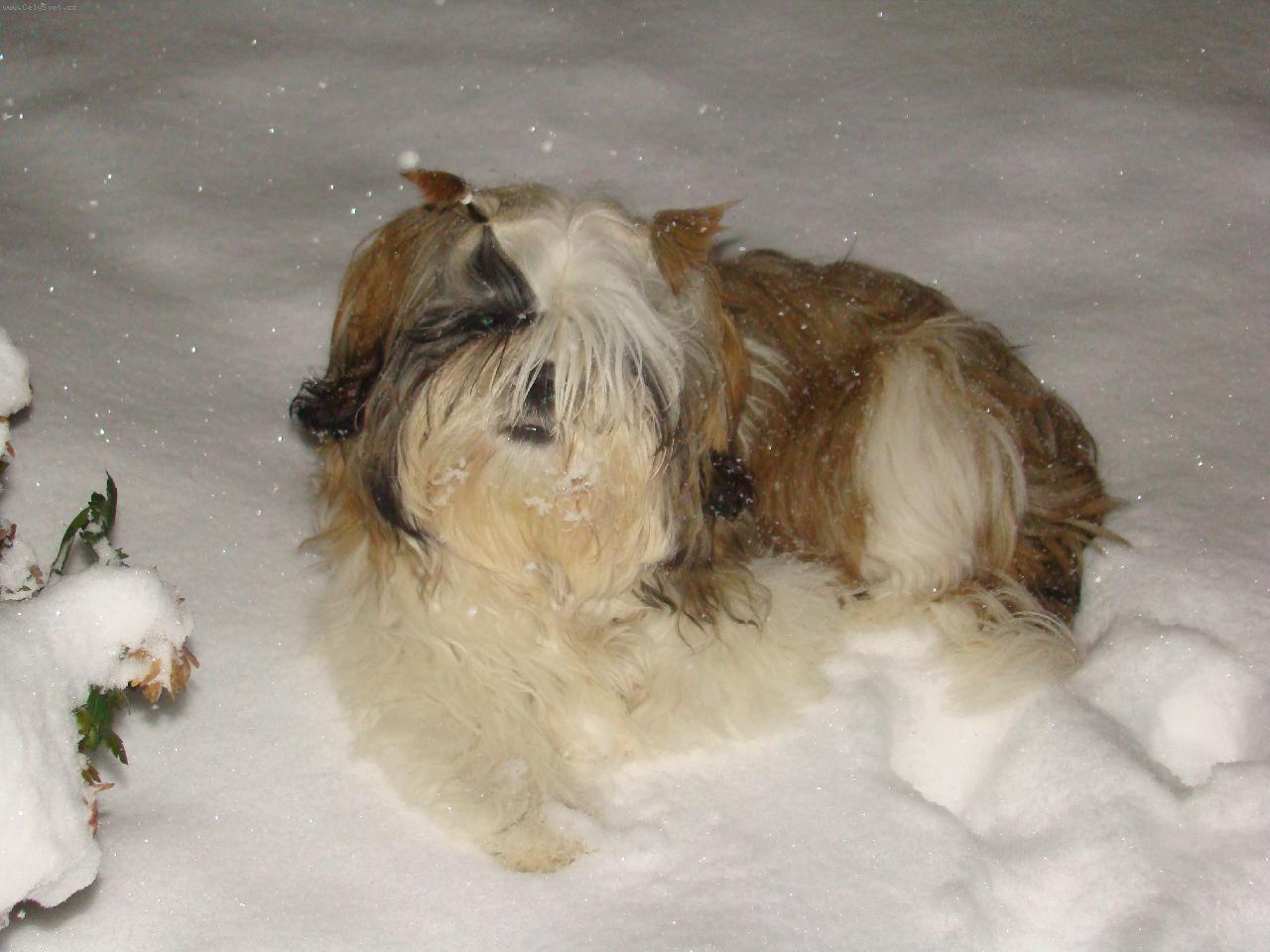 Foto: Tohle není lední medvěd-Lentilka a sníh