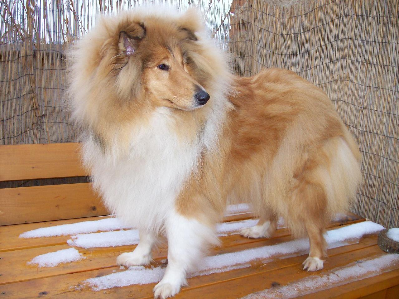 Foto: Daphne z Jasmínovích hor-Tak tohle je moje Dafynka miláček s PP