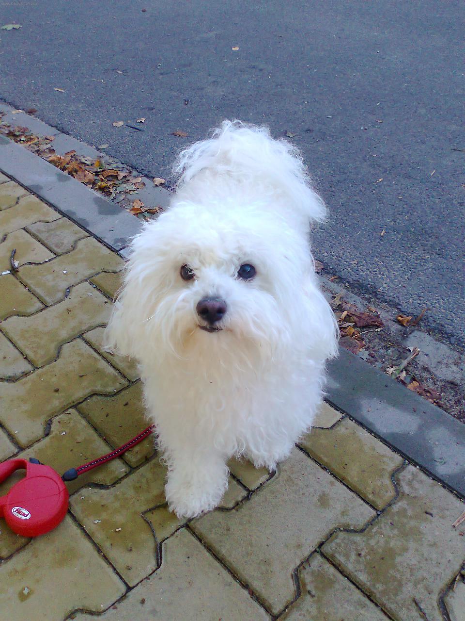 Foto: Lilly-fenka Boloňského psíka Lilly