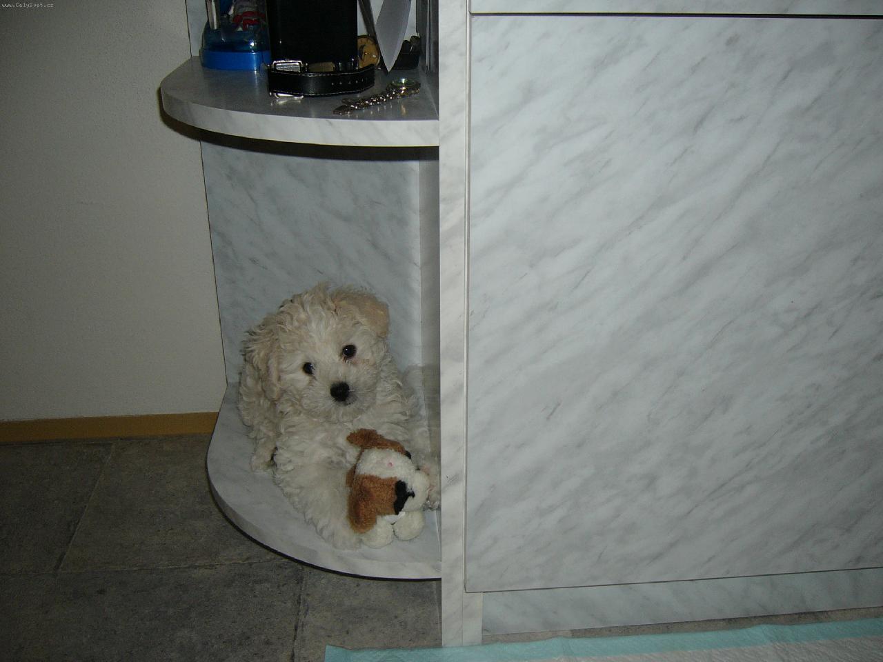 Foto: Lilly- v novém domově