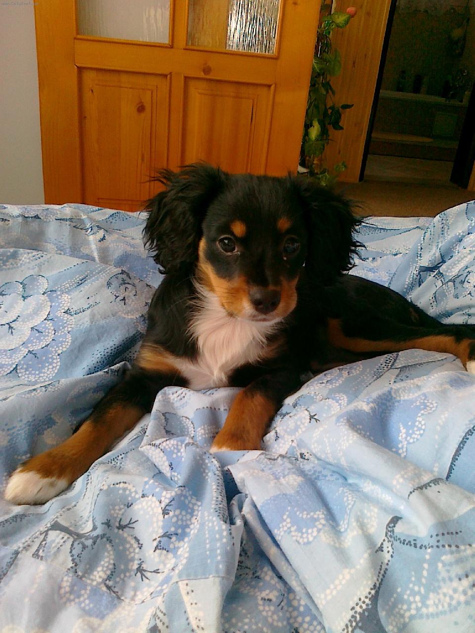 Foto: Peggy-naše 3 mesíční slečna