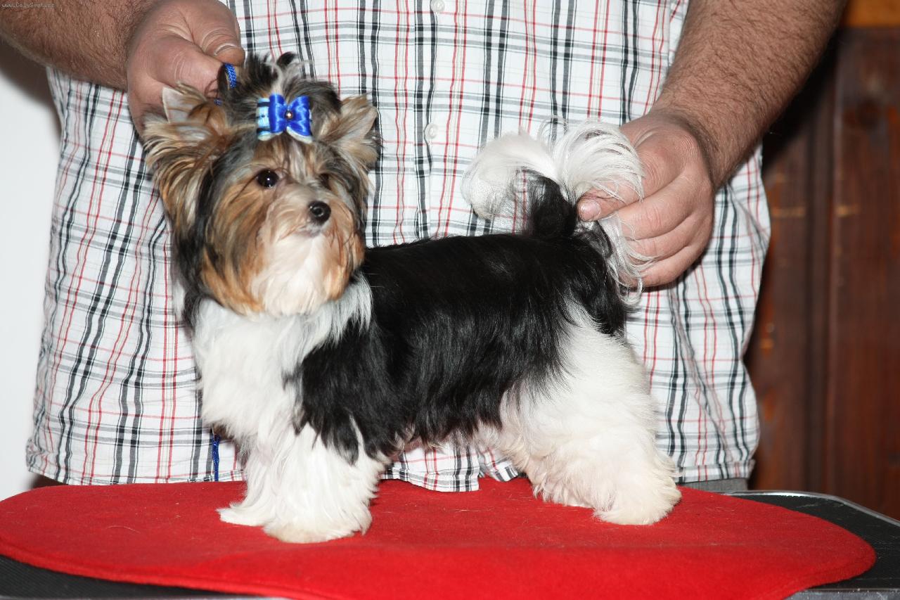 Foto: Ully Cudle Boy Lover´s knot-umím?