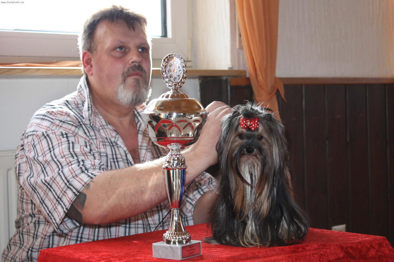 Foto: Afrodita Wild Girl-Lover´s knot -yorkshire terrier F1 biewer carrier