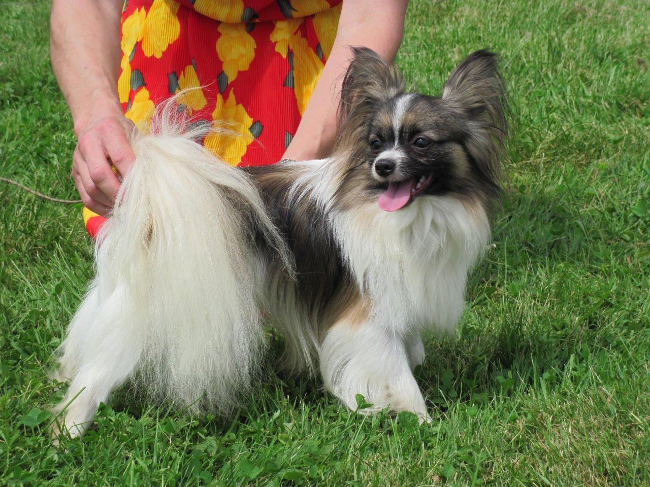 Foto: HURICAN Tiny Zonte-plemenník - 2,4 kg