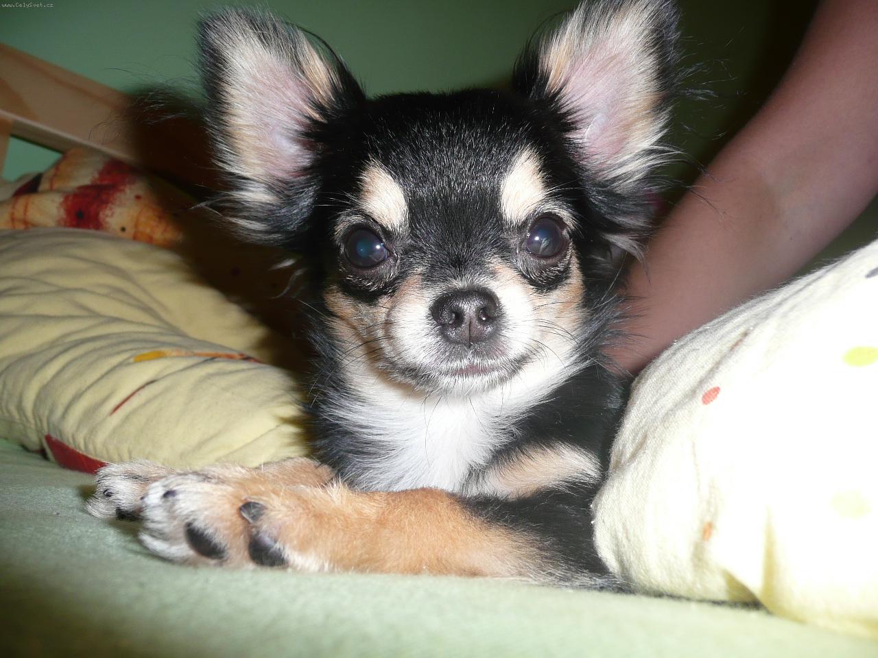 Foto: Dlouhosrstá čivava-Beny