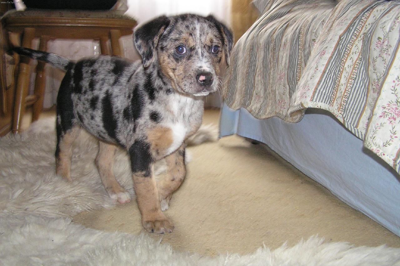 Foto: Luisiana (Luiza)-Luisiana *1.2.2010 přivezená z útulku