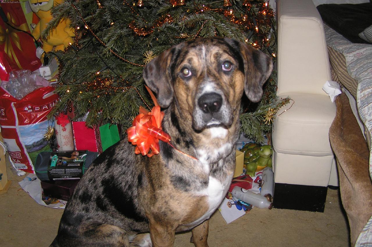 Foto: Luisiana (Luiza)-Luisiana *1.2.2010 přivezená z útulku