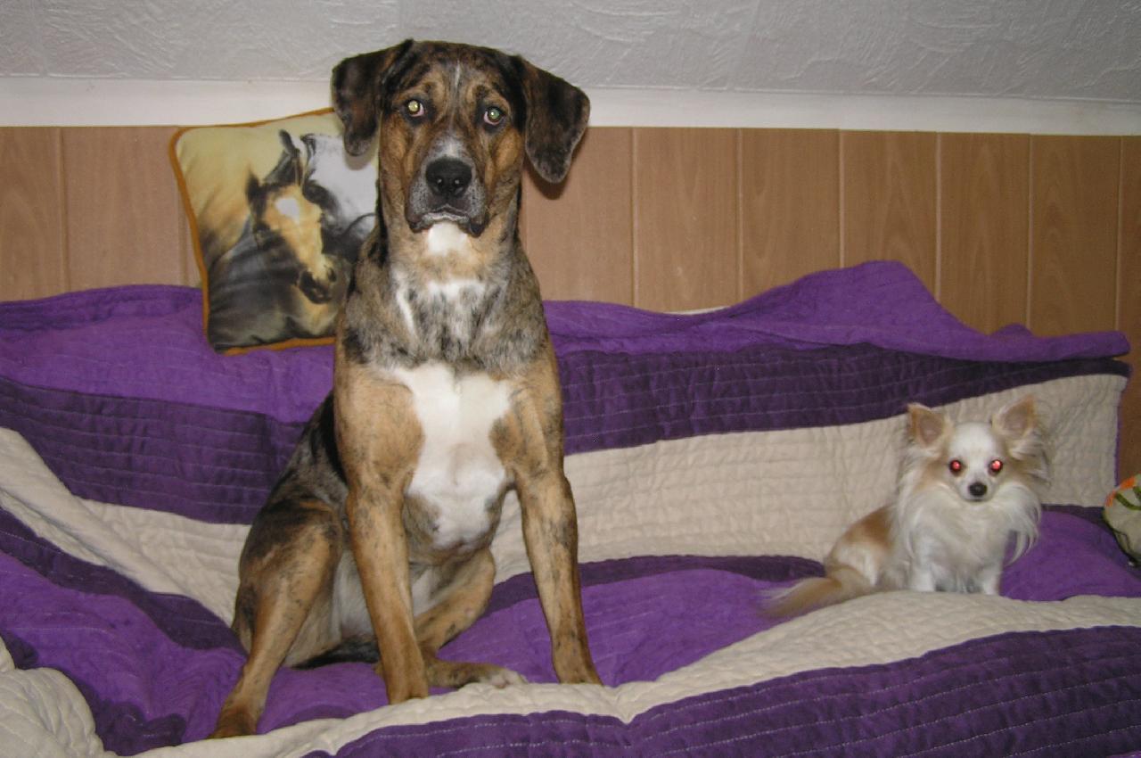 Foto: Luisiana (Luiza)-Luisiana *1.2.2010 přivezená z útulku