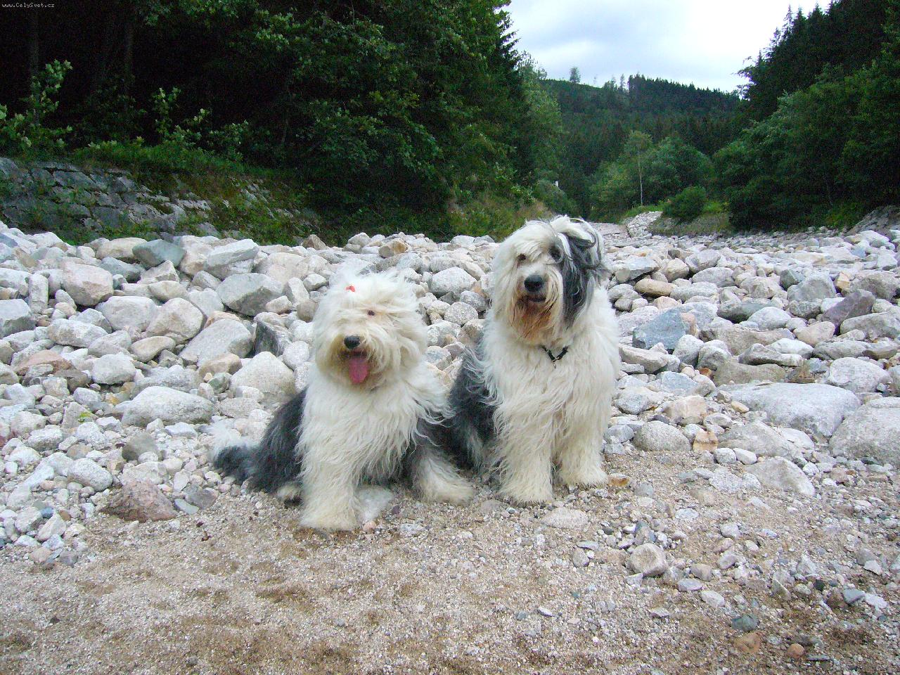 Foto: Bambi Carlie-Bobíci u Labe