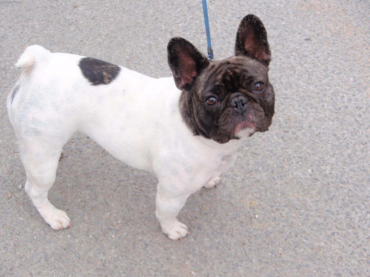 Foto: Andulka z Dýšiny-Jdeme se projít