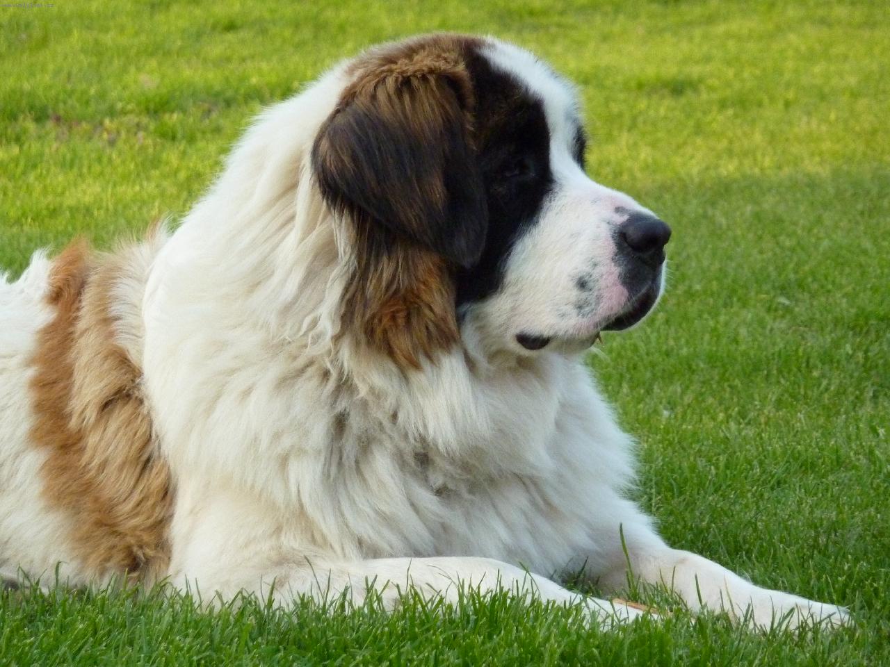 Foto: Carevna Anastazie Z rodu Romanovců-Fena MSP Anastazie ve věku 15 měsíců