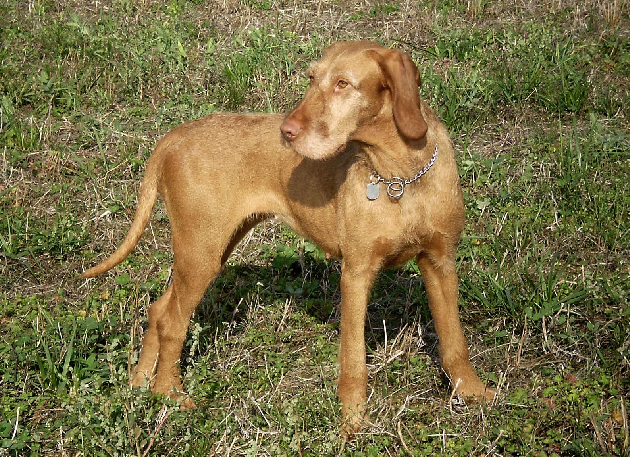 Foto: Galamb Zöldmáli