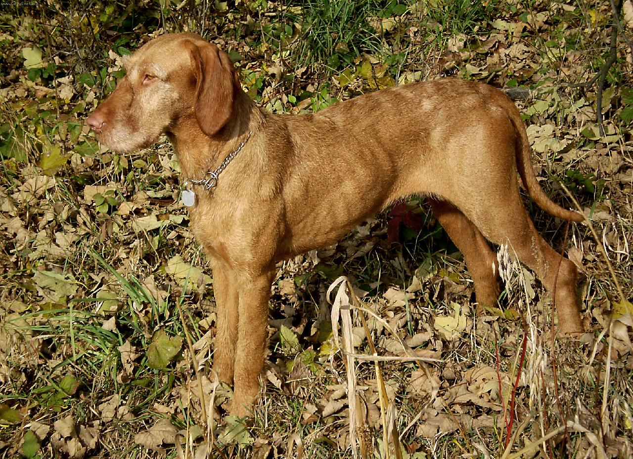 Foto: Galamb Zöldmáli