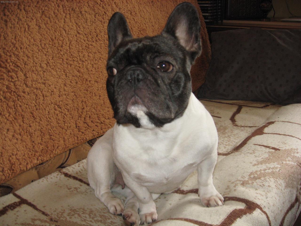 Foto: Andulka z Dýšiny-Sedím , a přemýšlím