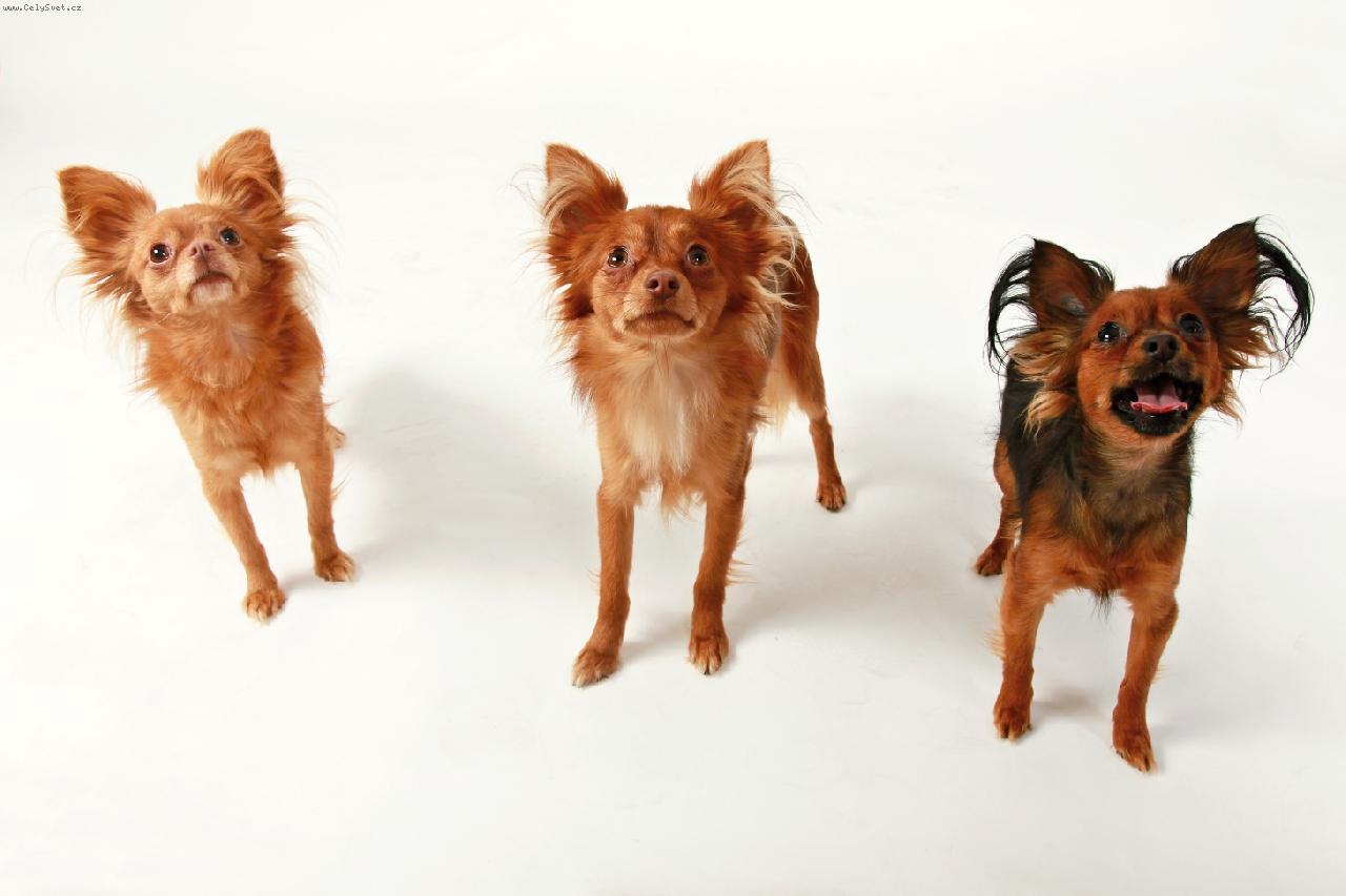 Foto: Moje trio-Ruský toy