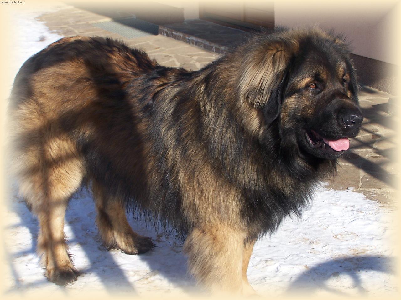 Foto: Leonberger v zimě-Baddy-2roky