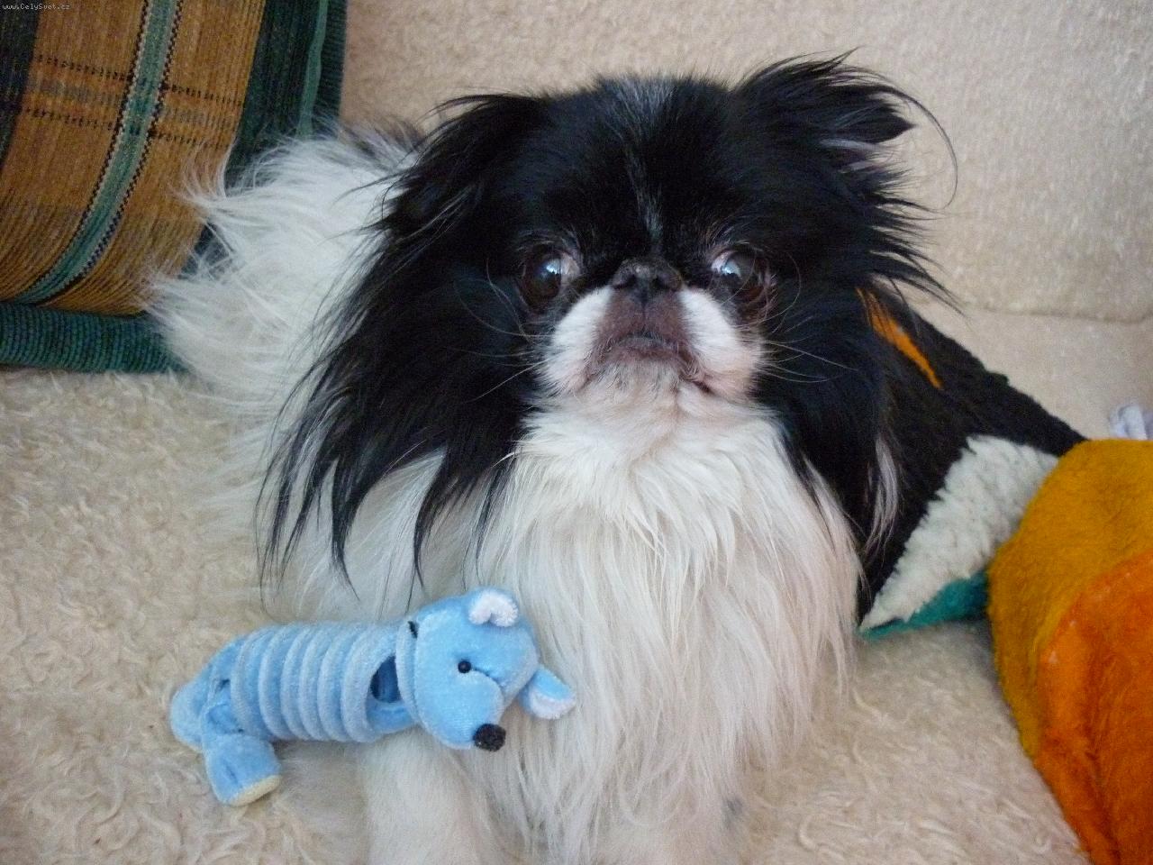 Foto: Renda-s novou hračkou