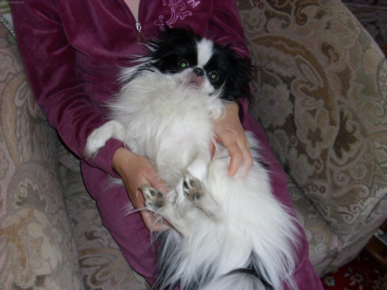 Foto: Čikoušek-náš mazel