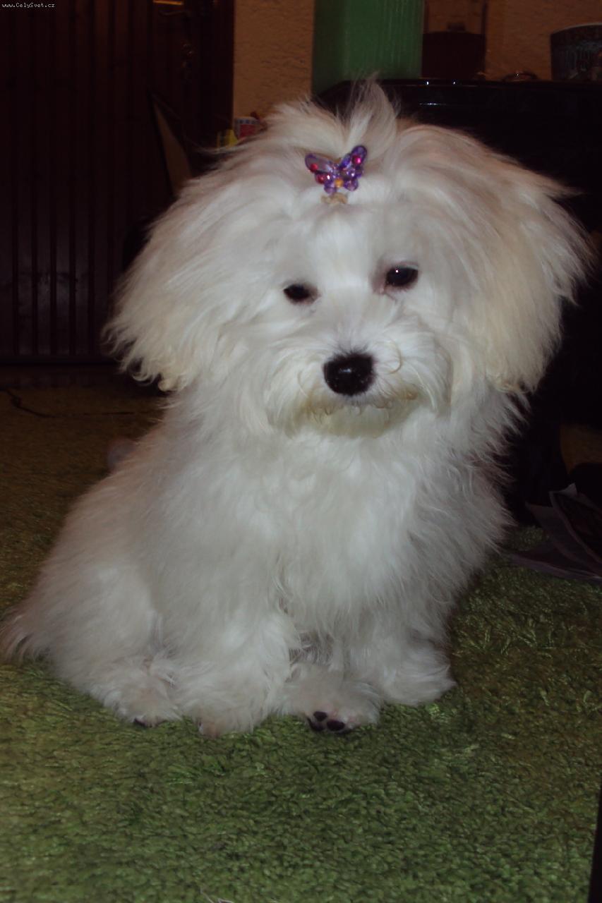 Foto: Ami-Naše Lady