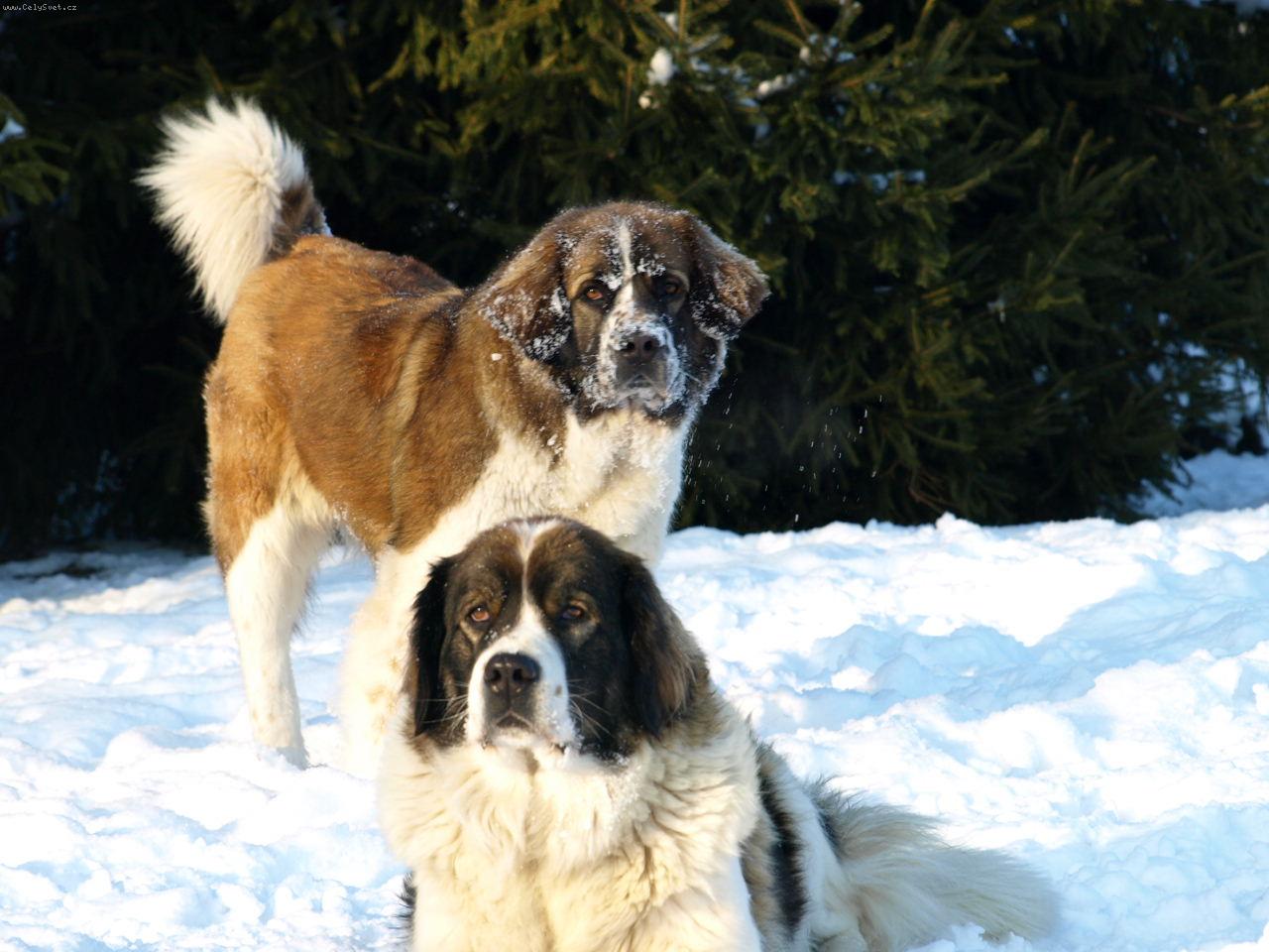 Foto: Moskevský strážní pes