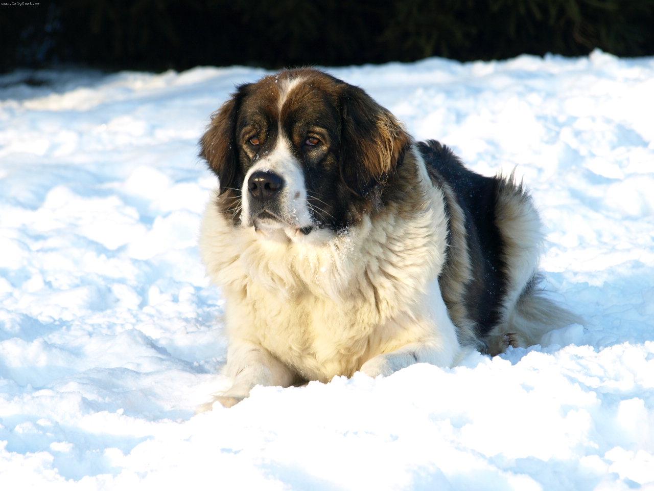 Foto: Moskevský strážní pes