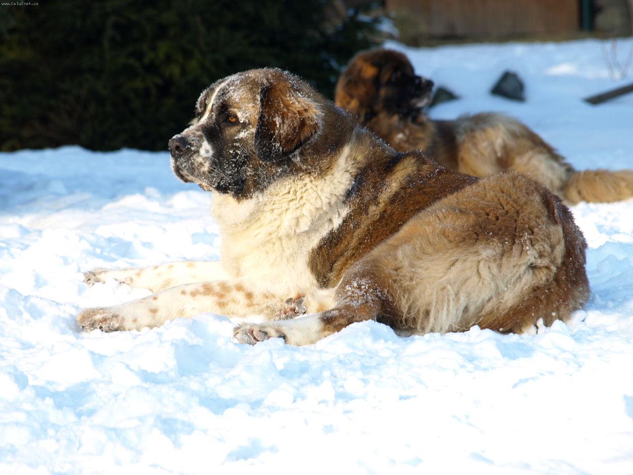 Foto: Moskevský strážní pes