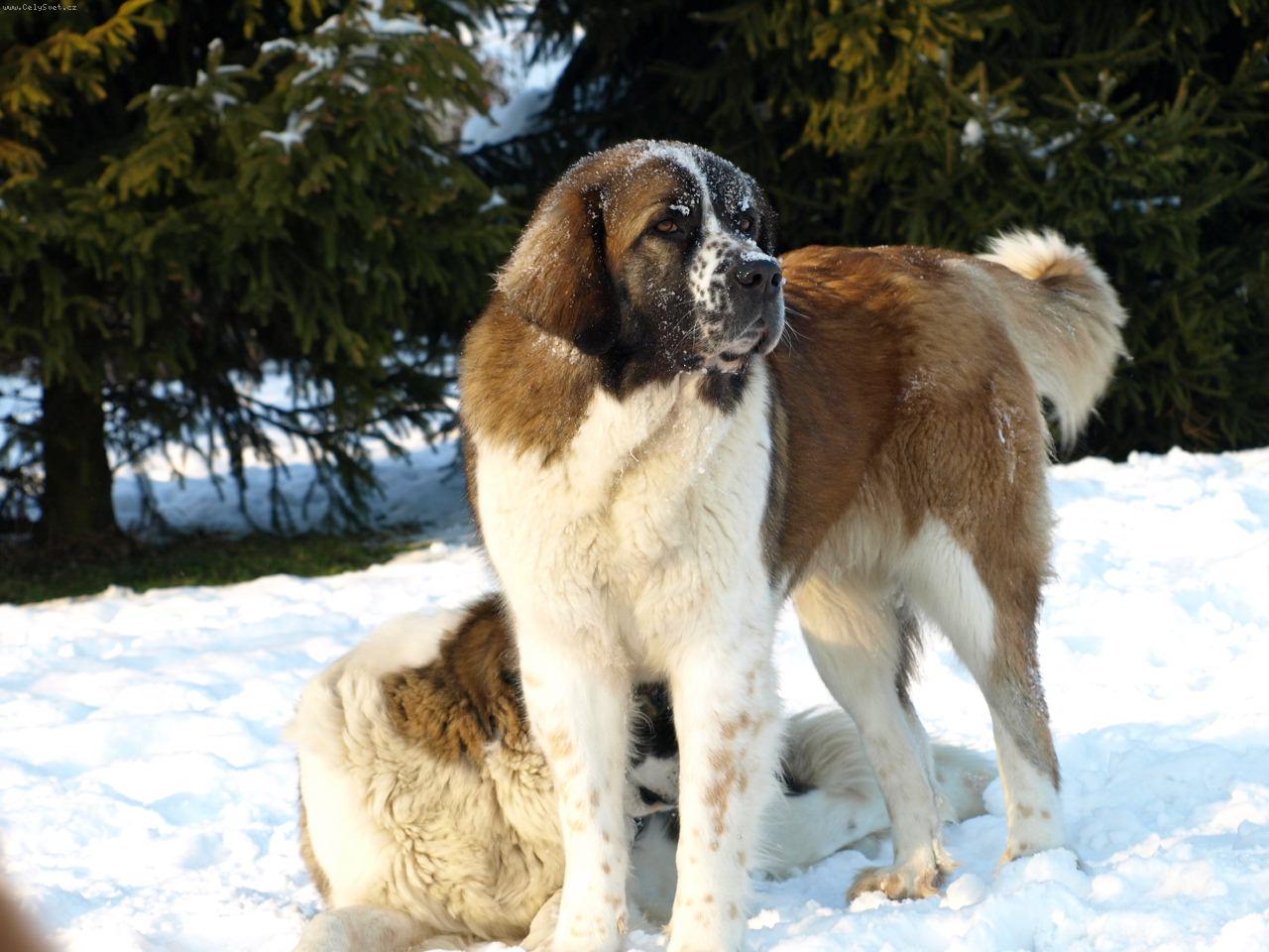 Foto: Moskevský strážní pes