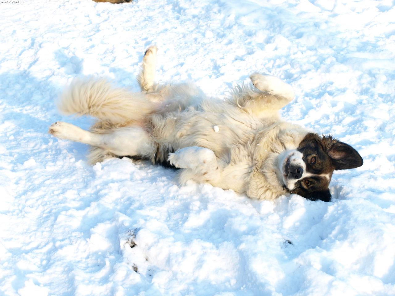 Foto: Moskevský strážní pes