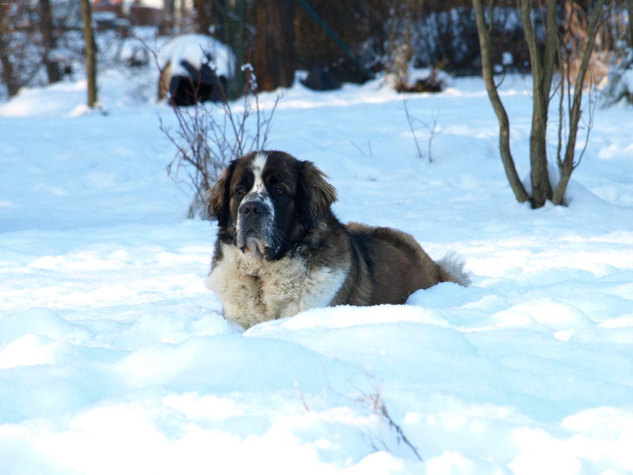 Foto: Moskevský strážní pes