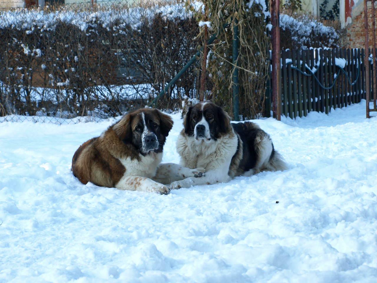 Foto: Moskevský strážní pes