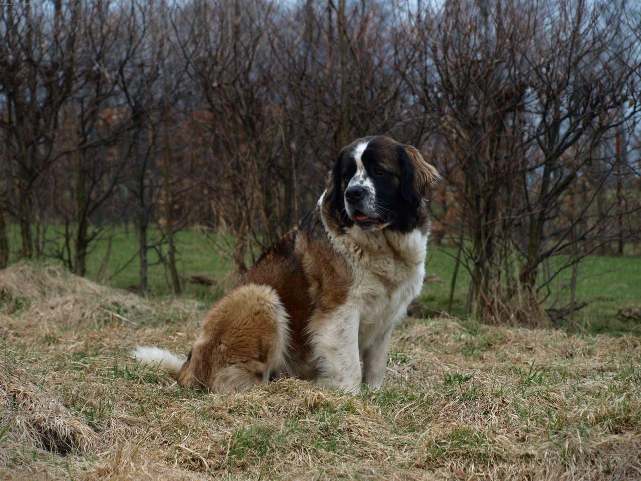 Foto: Moskevský strážní pes