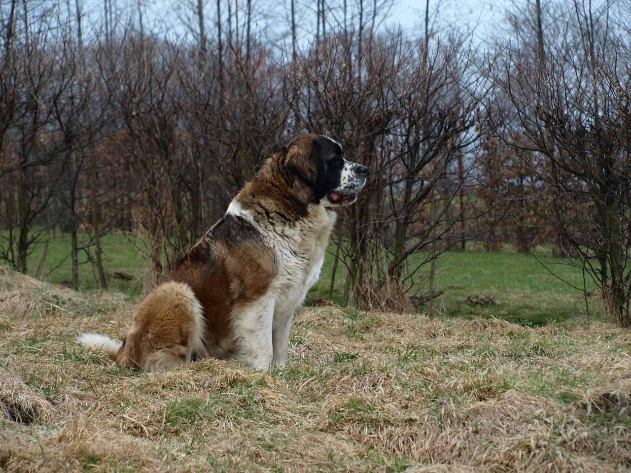 Foto: Moskevský strážní pes