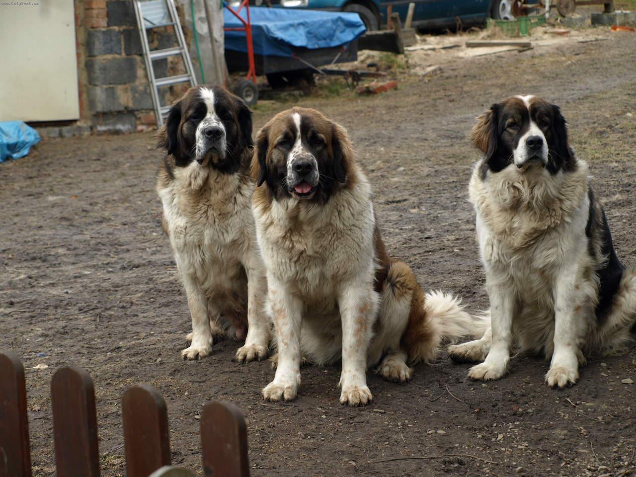 Foto: Moskevský strážní pes