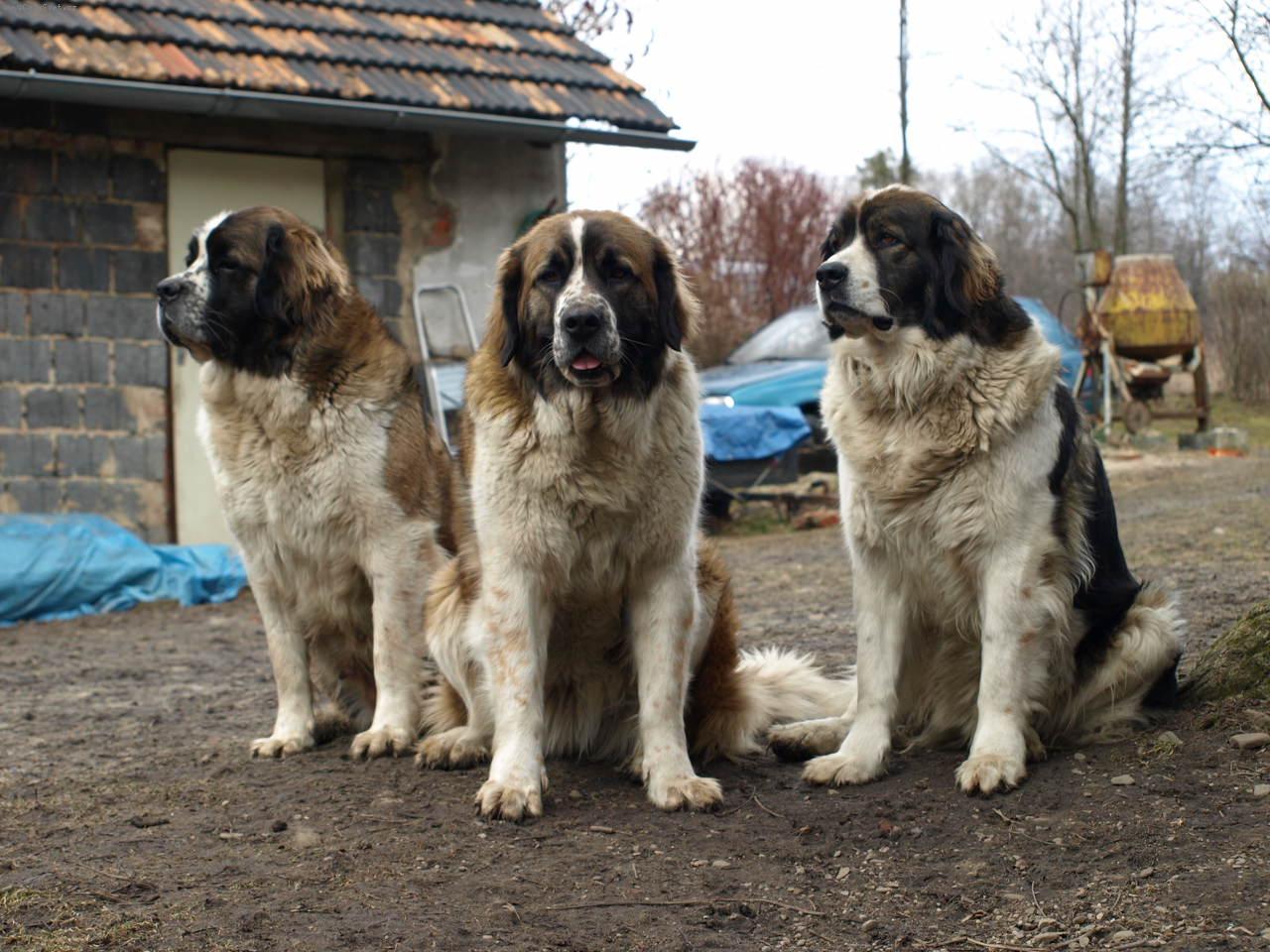 Foto: Moskevský strážní pes